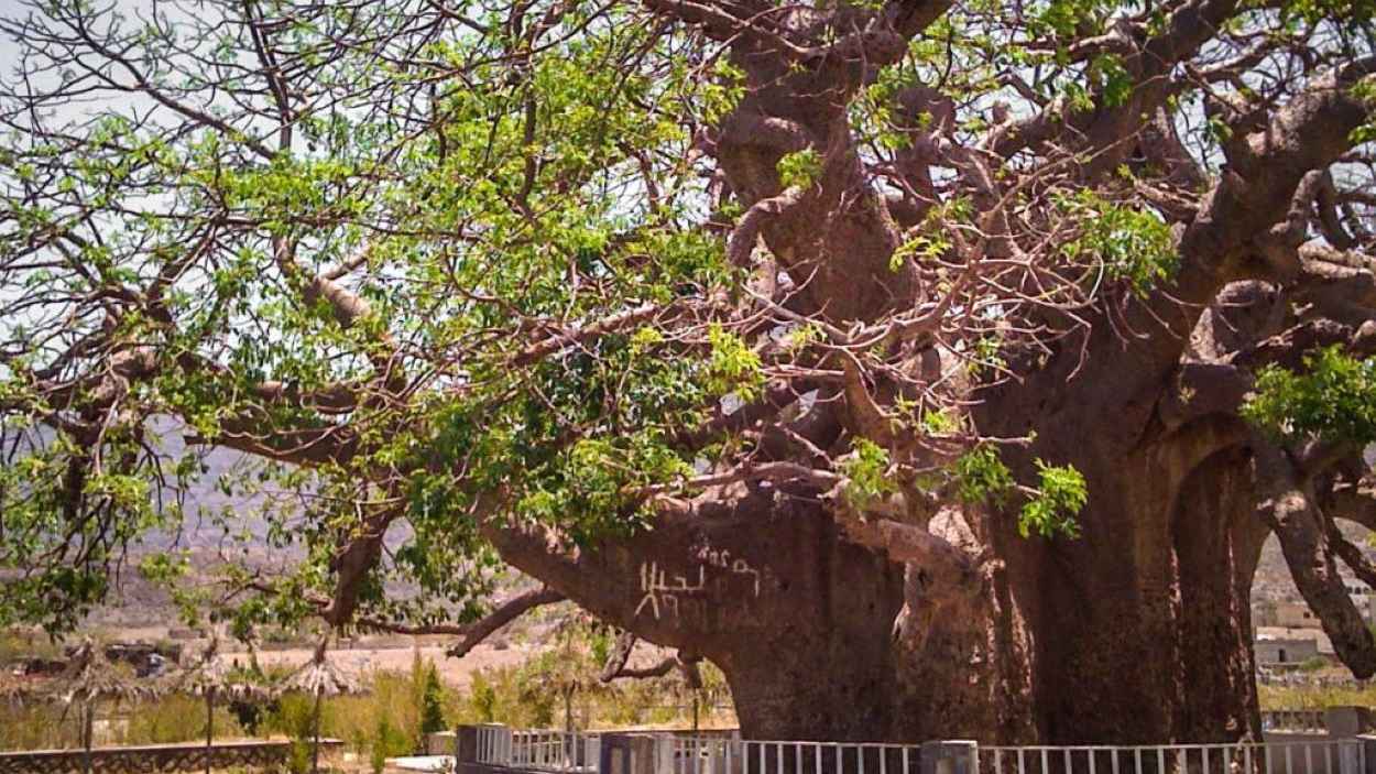 عمرها ألفا عام.. انهيار أقدم شجرة في اليمن والجزيرة العربية (فيديو)