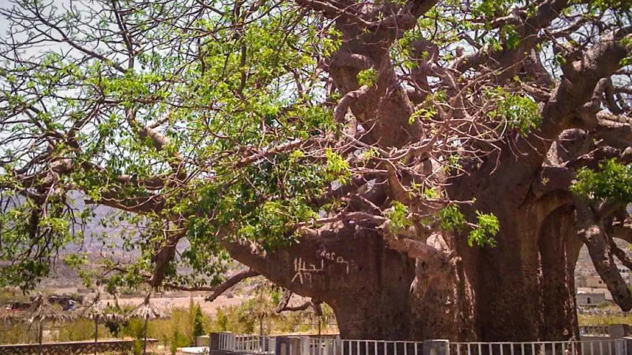 عمرها ألفا عام.. انهيار أقدم شجرة في اليمن والجزيرة العربية (فيديو)