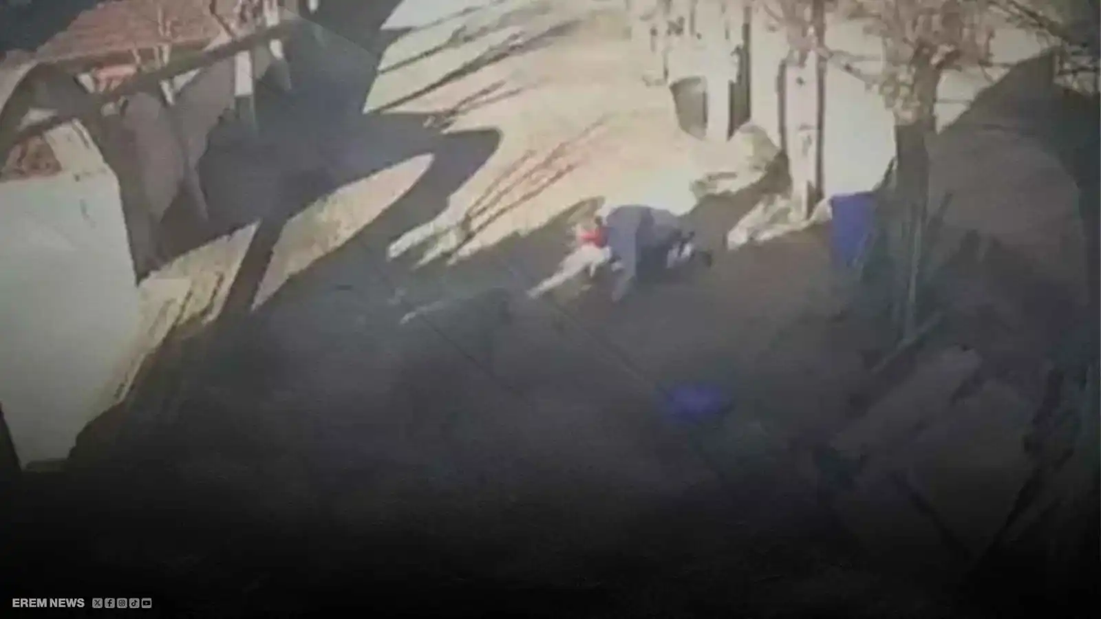 رعب في مزرعة تركية.. كبش هائج يضع صاحبه على حافة الموت