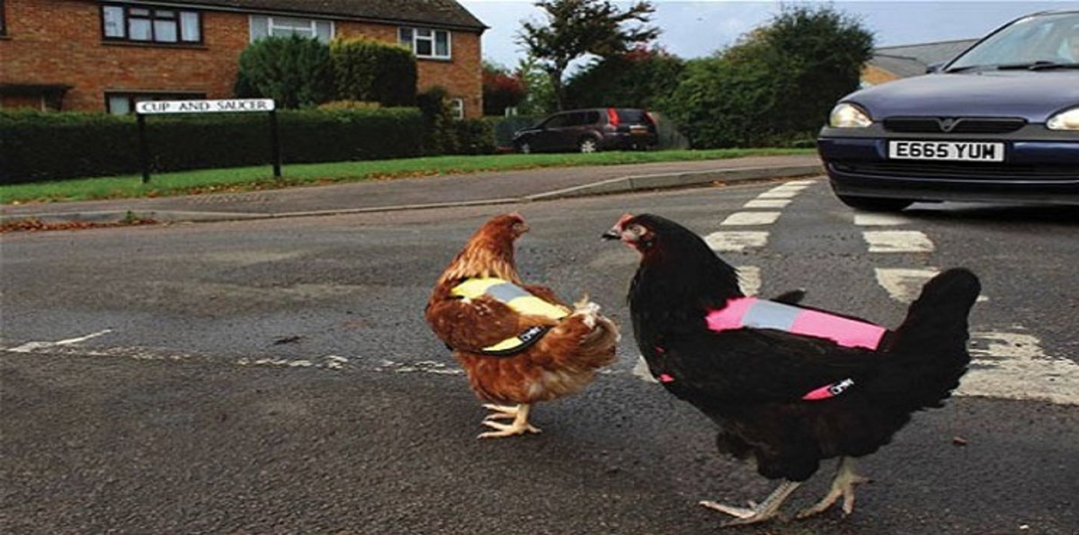 شرطة اسكتلندا تفتح تحقيقًا لمعرفة سبب قيام دجاجة بعبور شارع