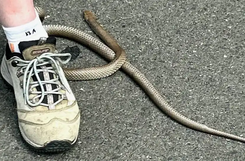 الثعبان العالق