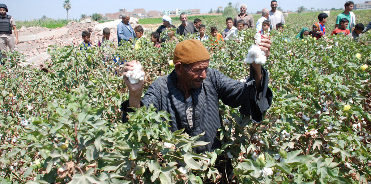 بعد قرار الحكومة تقليل زراعته.. مخاوف من فقدان مصر لـ"القطن طويل التيلة" بسبب انخفاض سعره