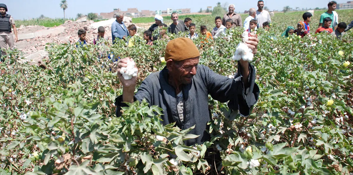بعد قرار الحكومة تقليل زراعته.. مخاوف من فقدان مصر لـ"القطن طويل التيلة" بسبب انخفاض سعره