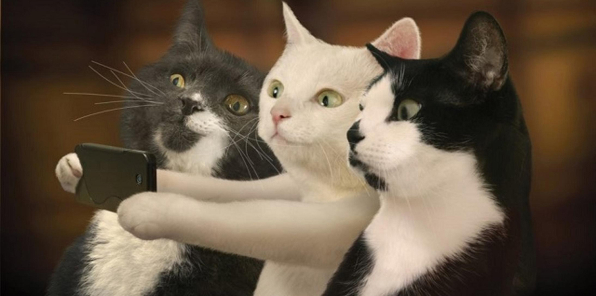 شاهد بالصور.. قطة ملونة تحير العلماء (فيديوغرافيك)