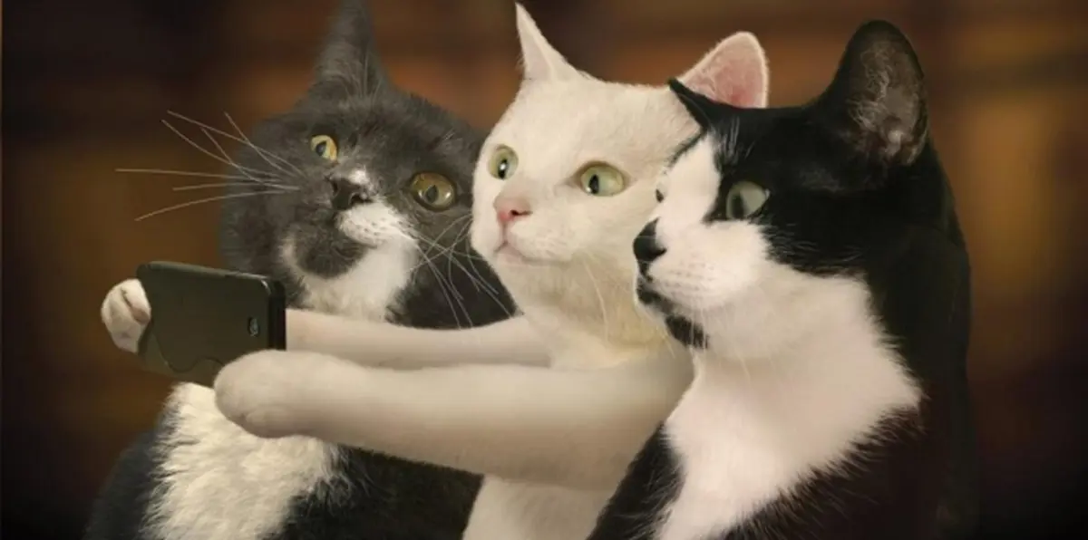 شاهد بالصور.. قطة ملونة تحير العلماء (فيديوغرافيك)