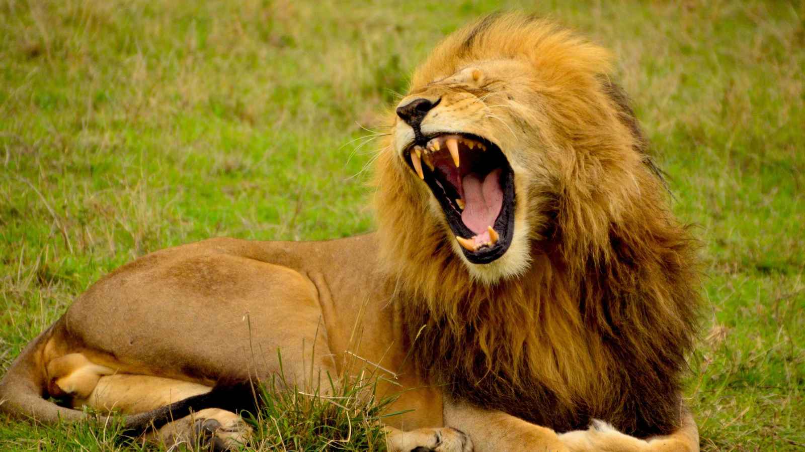 فيديو يهز العراق.. أسد يلتهم صاحبه في النجف