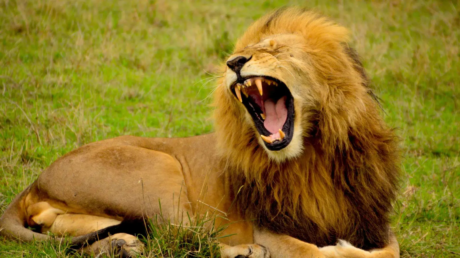 فيديو يهز العراق.. أسد يلتهم صاحبه في النجف