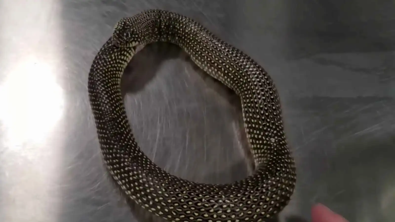 "الأوروبوروس".. لماذا تبتلع الثعابين ذيولها حتى الموت؟