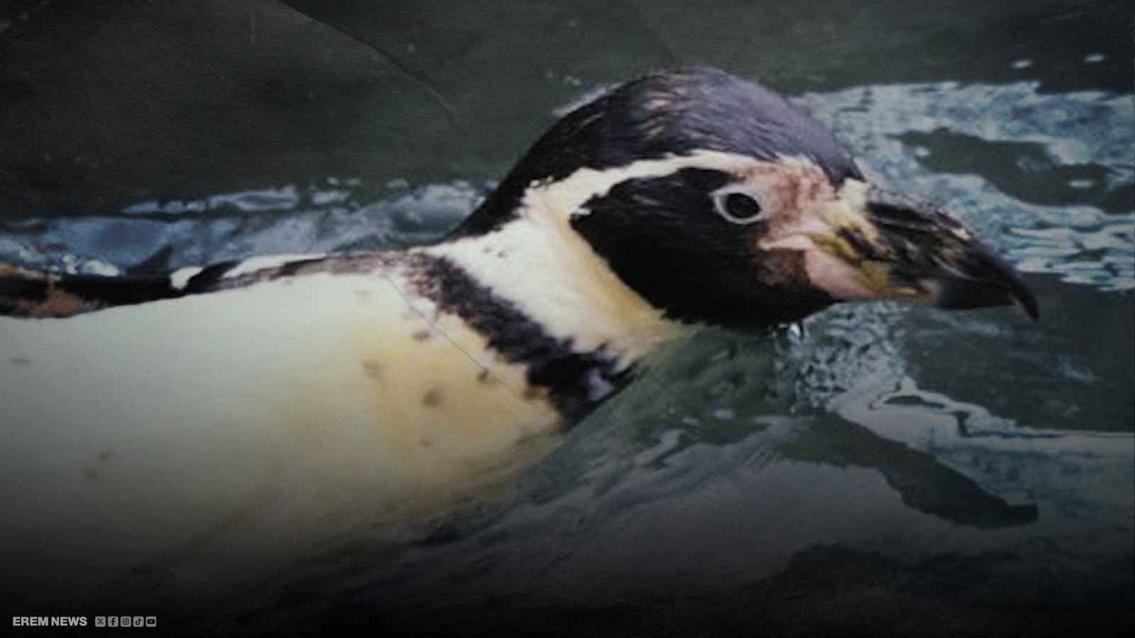 كسرت قواعد الطبيعة.. سر البطريقة العجوز "سبنيب"