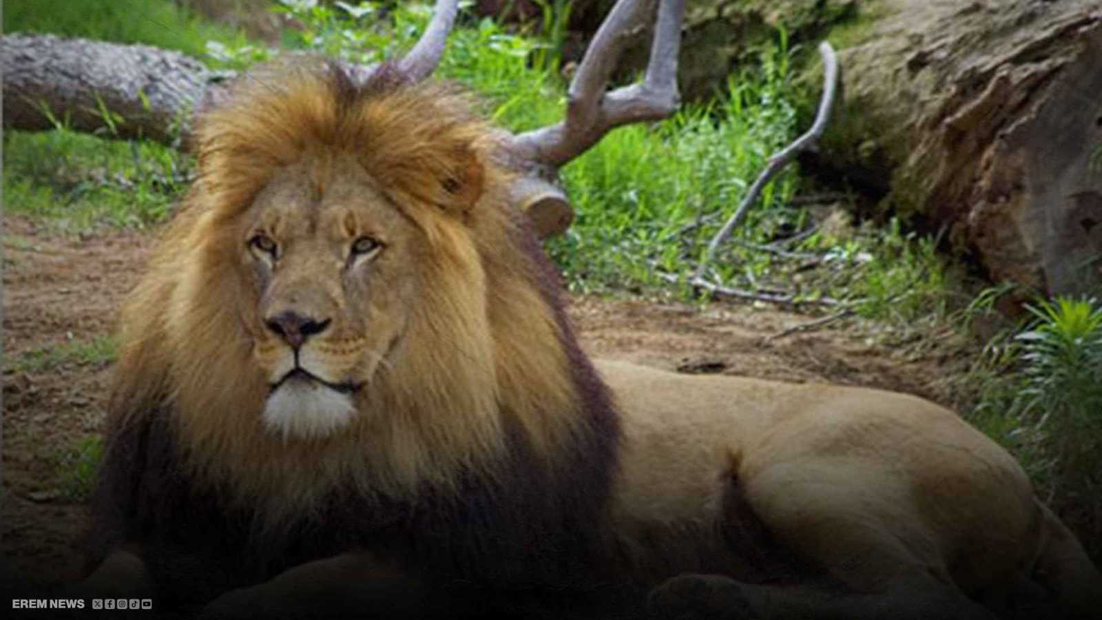 إعدام أسود في حديقة حيوان نيوزيلندا بسبب نفاد التمويل