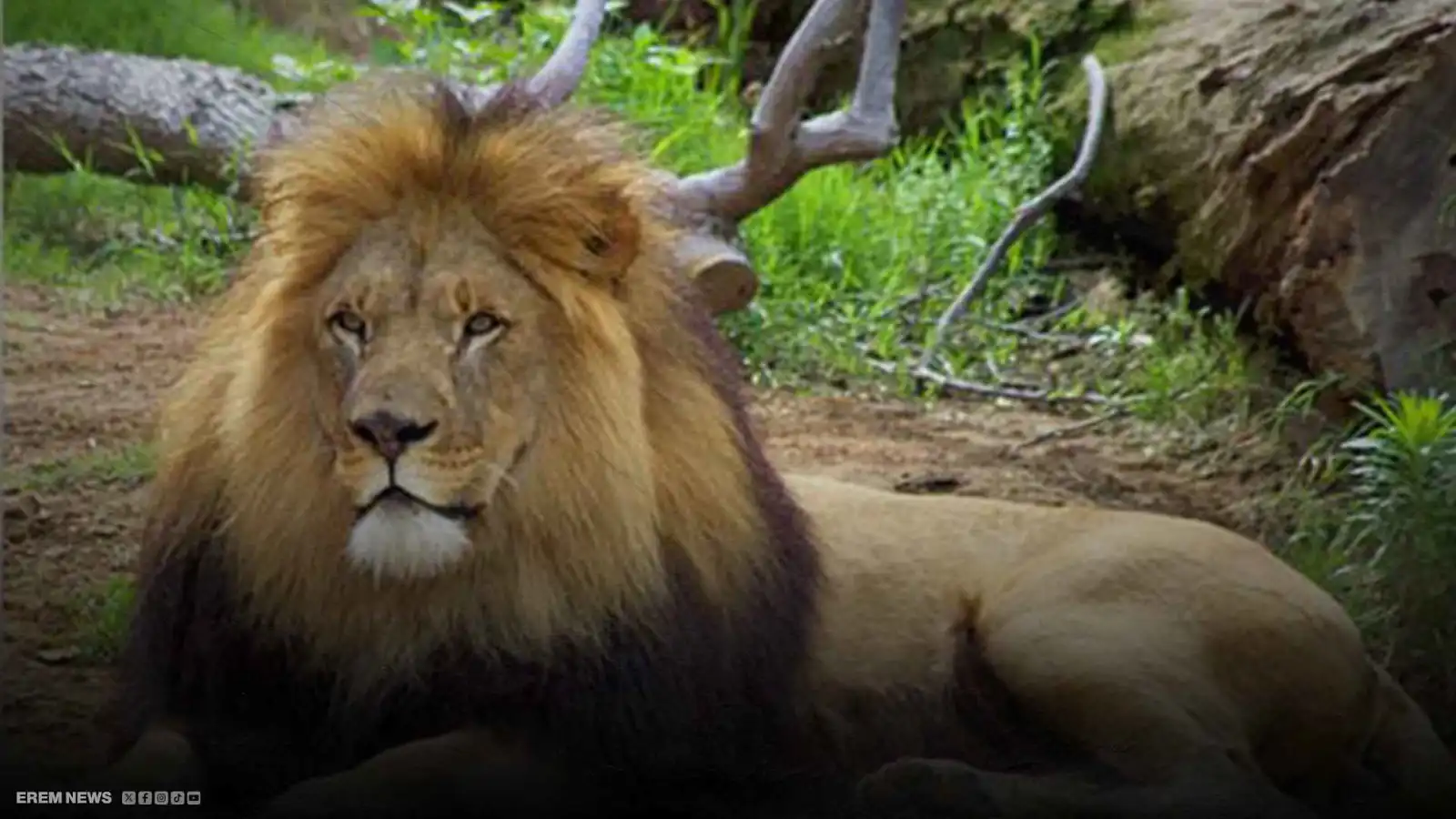 إعدام أسود في حديقة حيوان نيوزيلندا بسبب نفاد التمويل