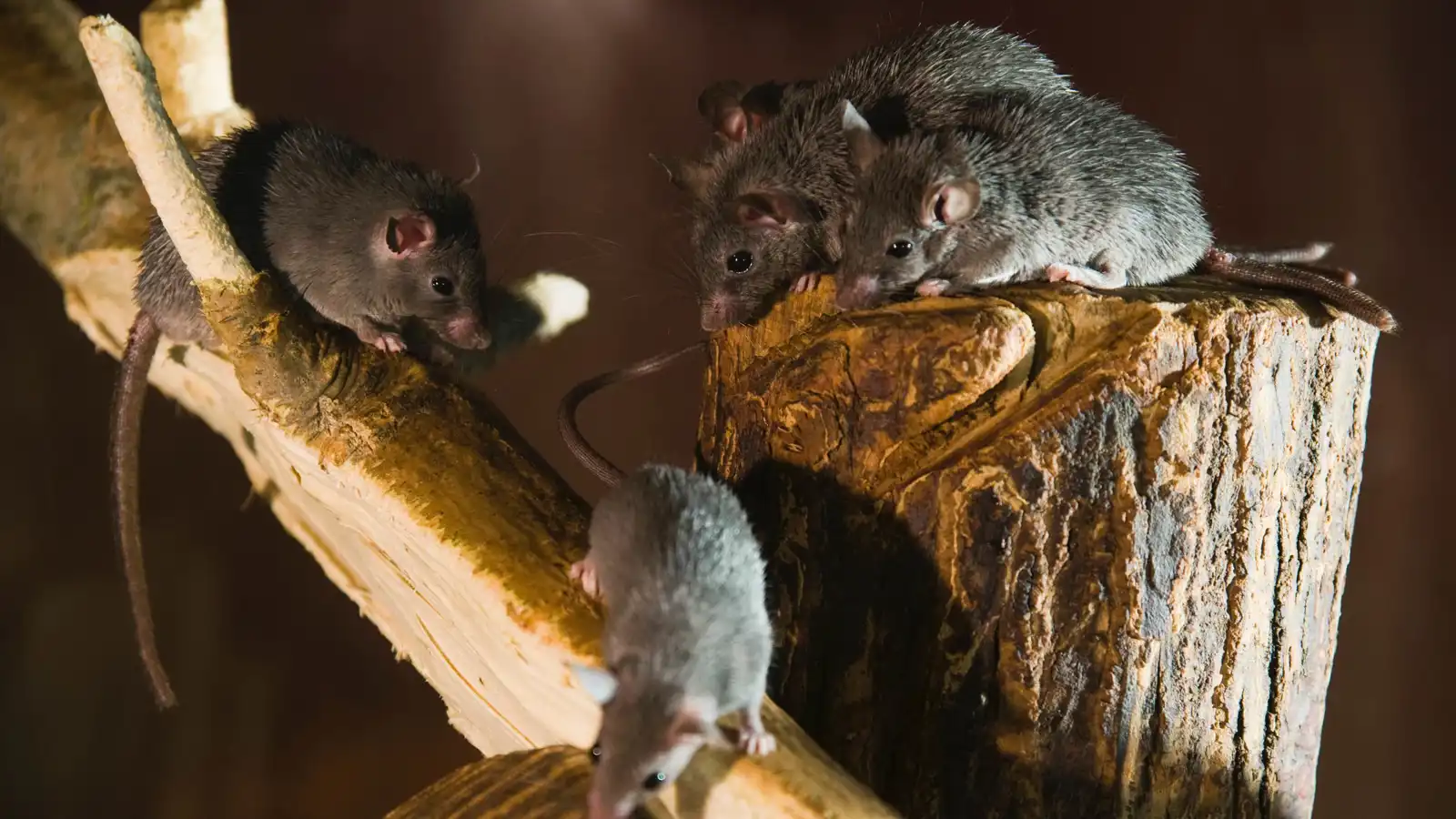 سابقة مدهشة.. أنثى فأر تلد صغاراً أصحاء بعد العودة من الفضاء (فيديو)