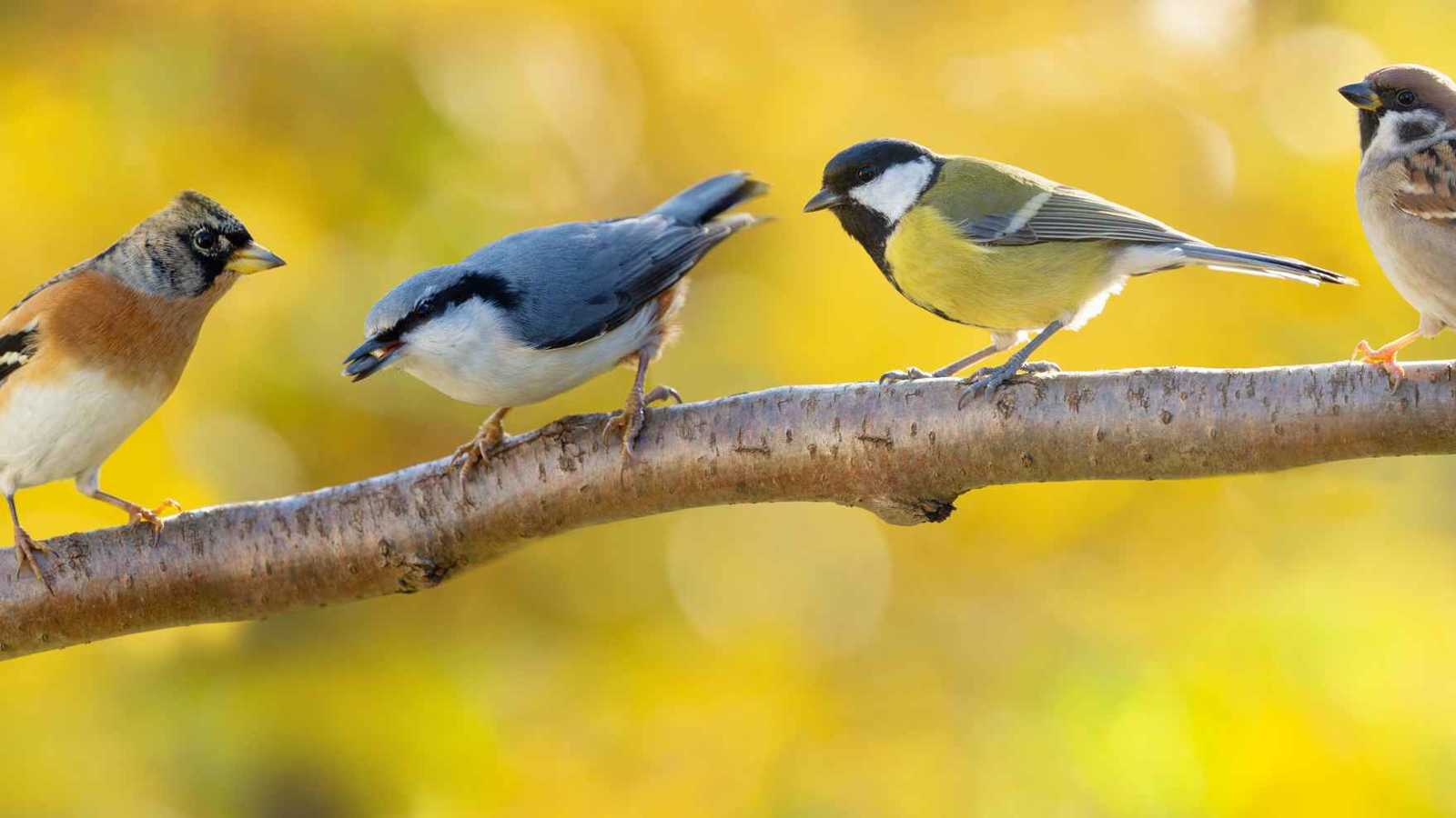من السجائر إلى الأعشاب.. الحيوانات تستعين بالطبيعة لشفاء نفسها