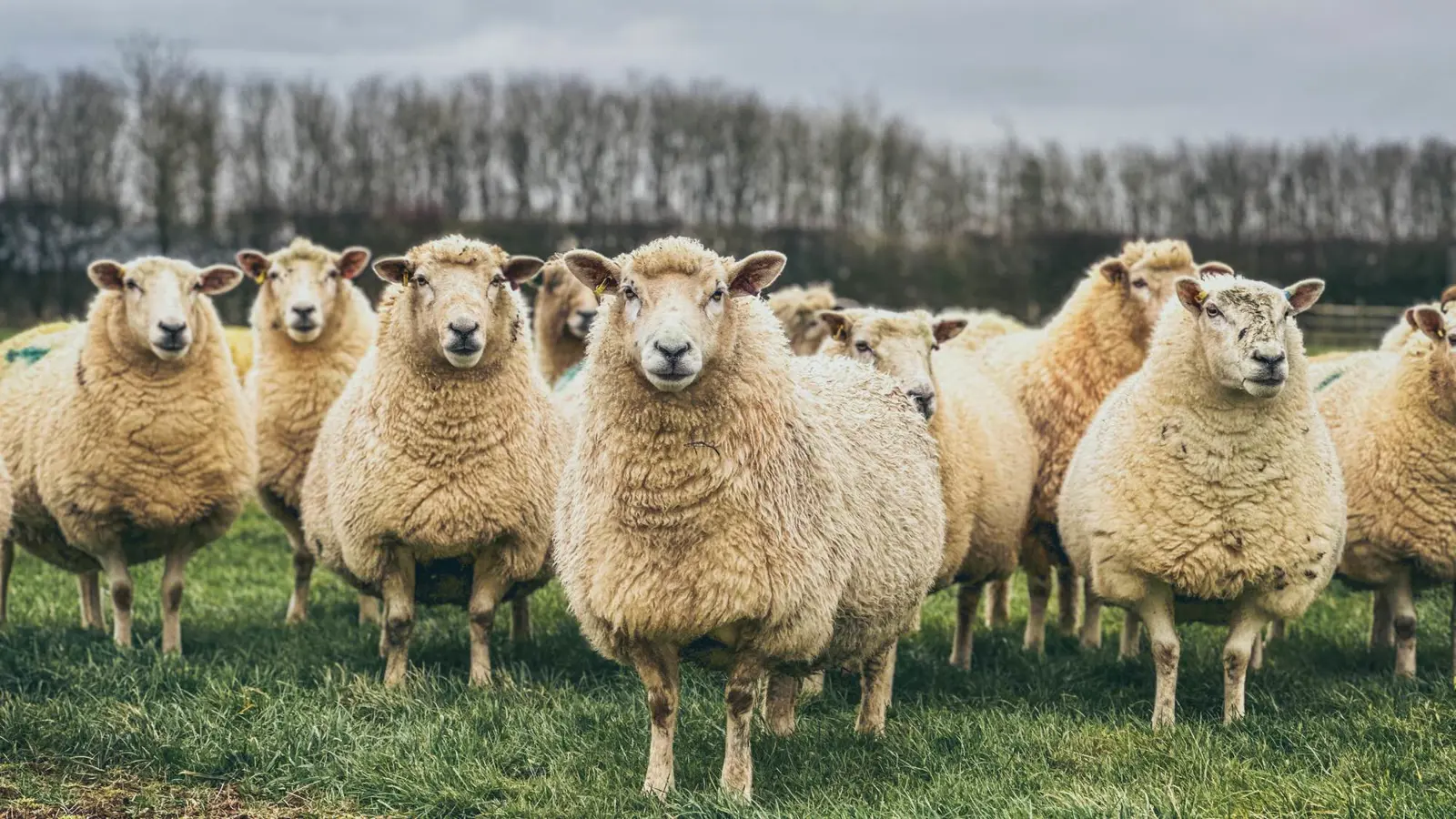 حادثة طريفة.. قطيع خراف يتسبب بازدحام مفاجئ (صور)