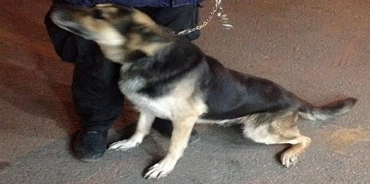 مصر.. هل يحصل "قاضي الحشيش" على البراءة بعد اتهام كلب الدّاخلية بـ"الإدمان"؟