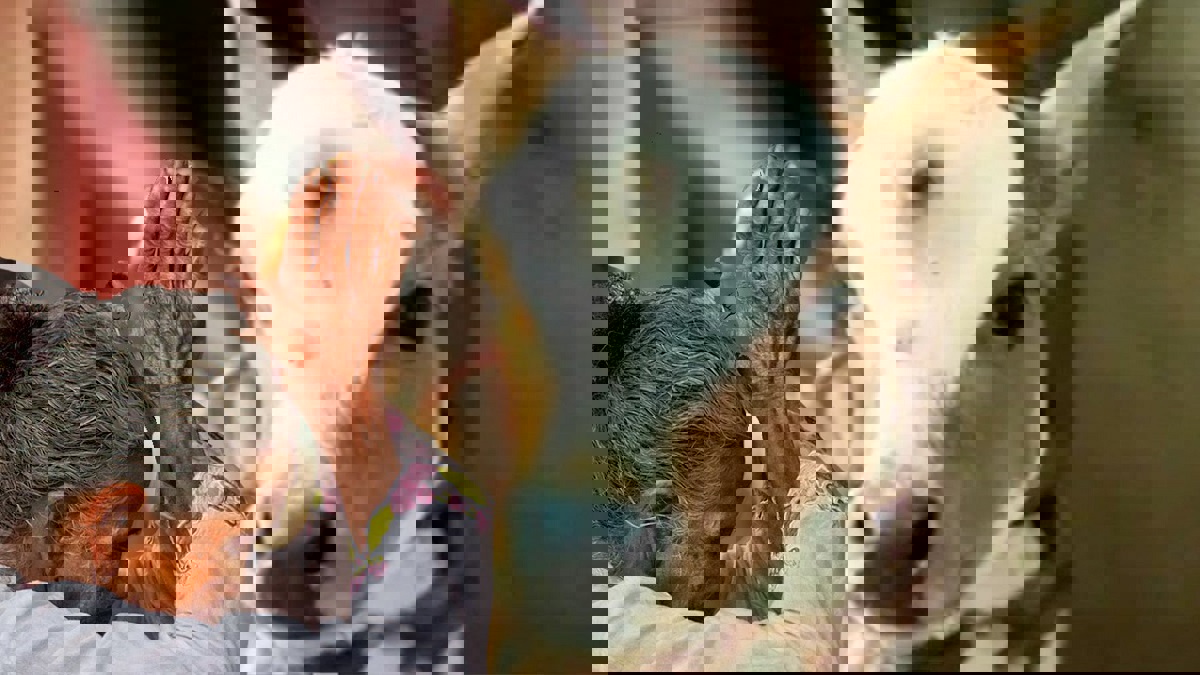 الهند.. قاتل بقرة بالخطأ يجبر على الزواج من قاصر والشرطة تتدخل  