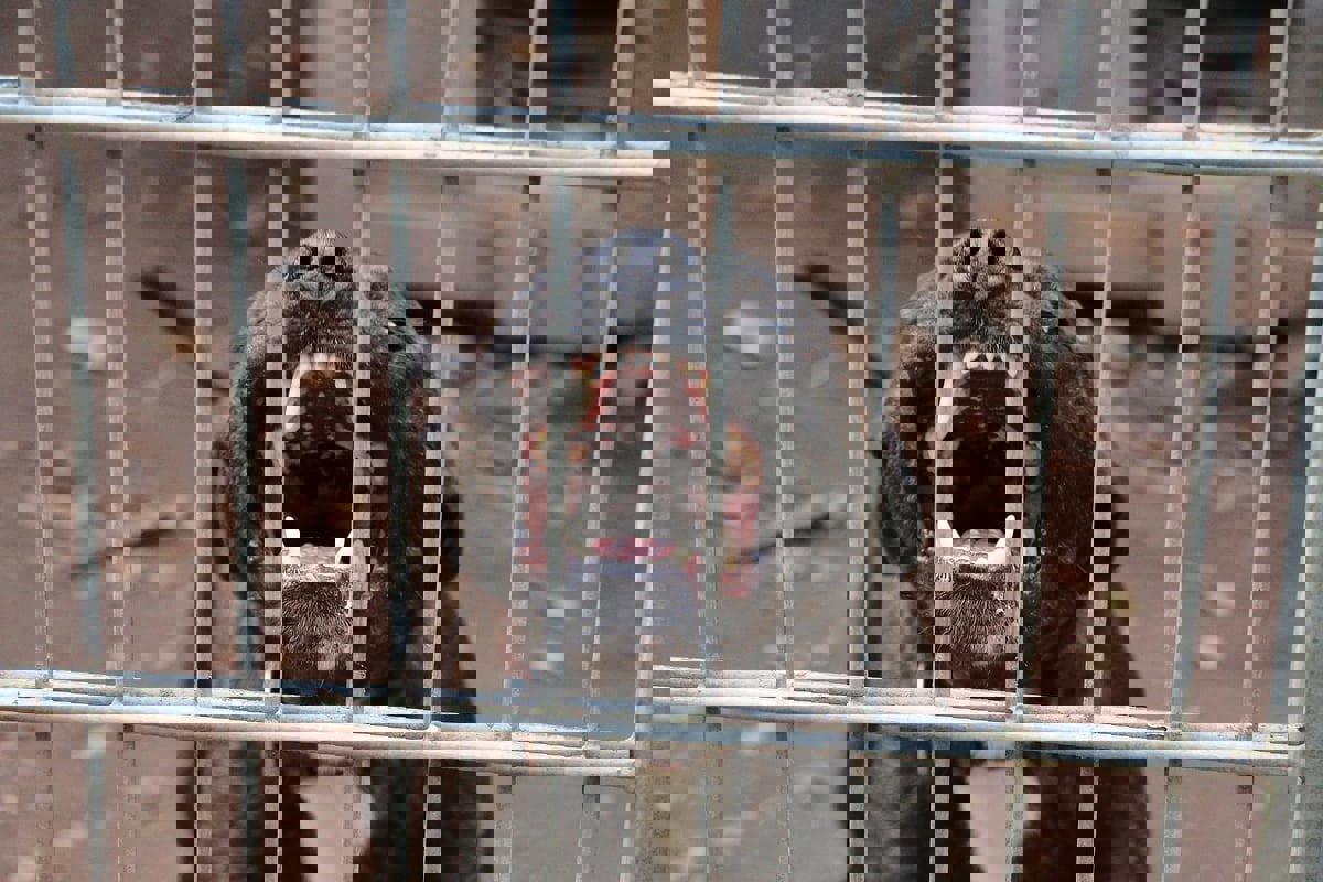 وفاة ثمانيني حاول إنقاذ زوجته من هجوم كلاب شرسة (صور)