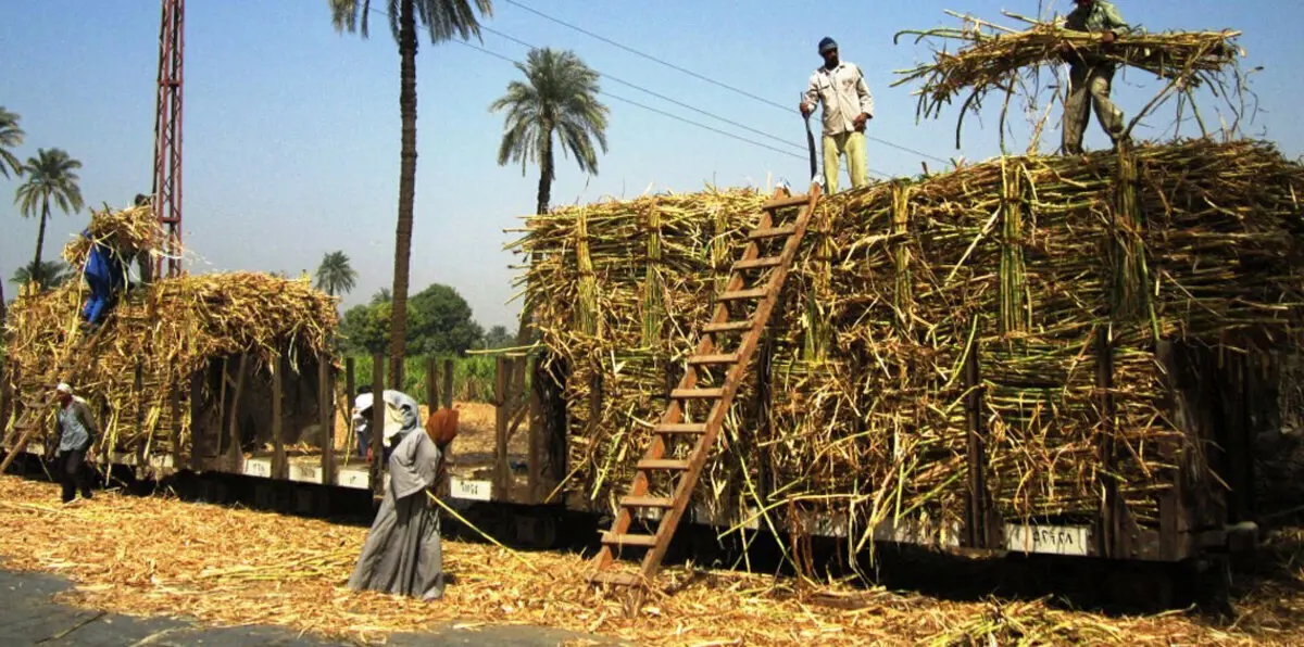 بسبب أزمة التسعير.. مصر على أبواب أزمة سكر جديدة