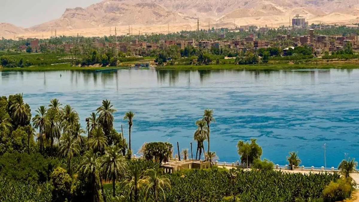 ماذا فعل حيوان ضال في "قنا" المصرية؟