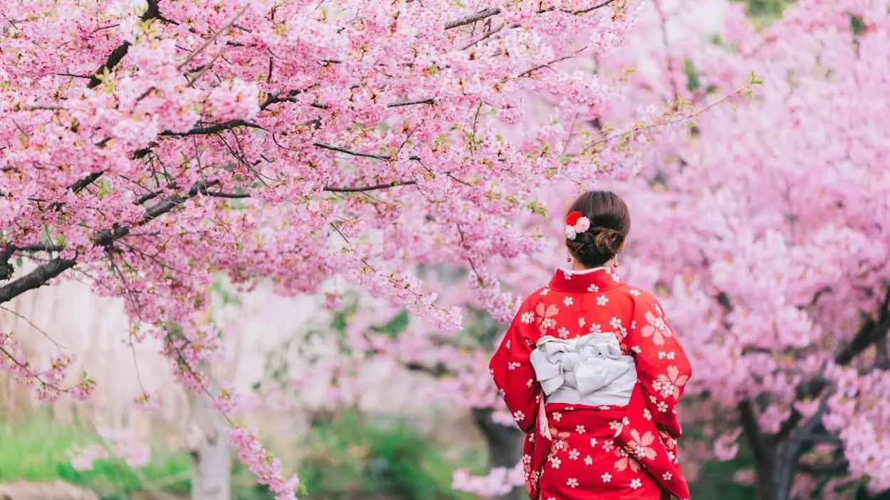 تحت ظلال الساكورا.. طوكيو تحتفي بـ"هانامي" معلنة بداية الربيع (فيديو)