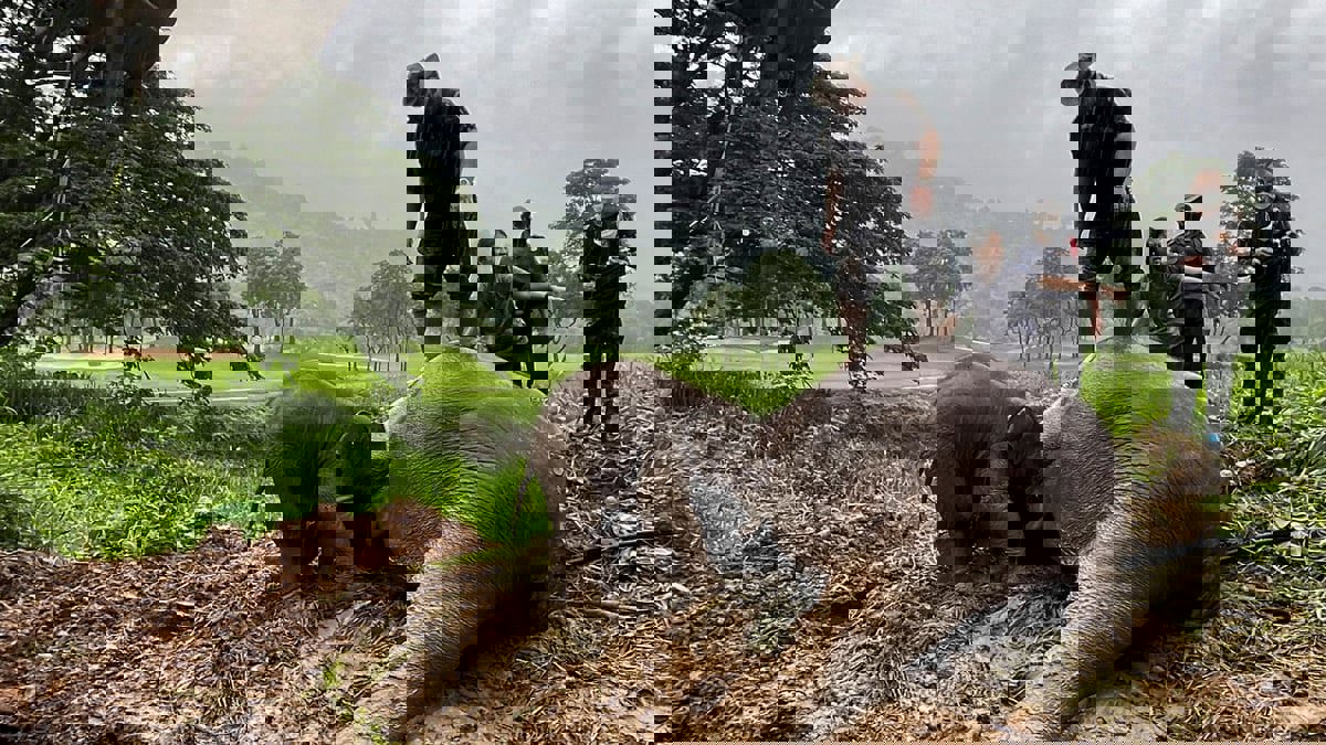 عملية إنقاذ مثيرة لأنثى فيل ورضيعها سقطا في حفرة بتايلاند