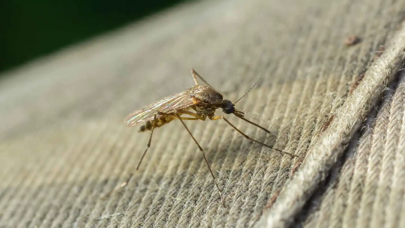 انتشار غير مسبوق لأمراض ينقلها البعوض في أوروبا