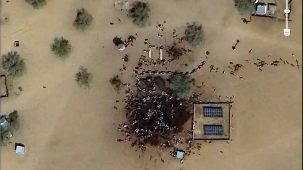 حولت قطيع ماشية إلى "مجزرة".. كيف خدعت صورة مضللة من الفاشر الملايين؟