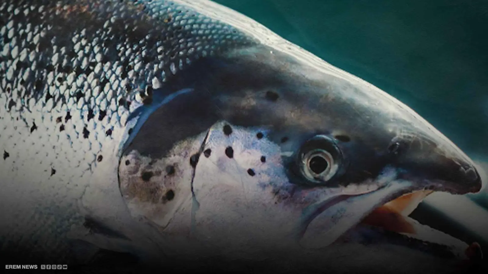 "ملك الأسماك" السلمون يواجه شبح الانقراض في موطنه