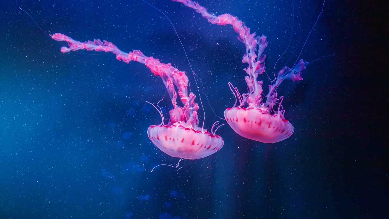 حاجز خفي في أعماق المحيط يفصل بين قناديل البحر