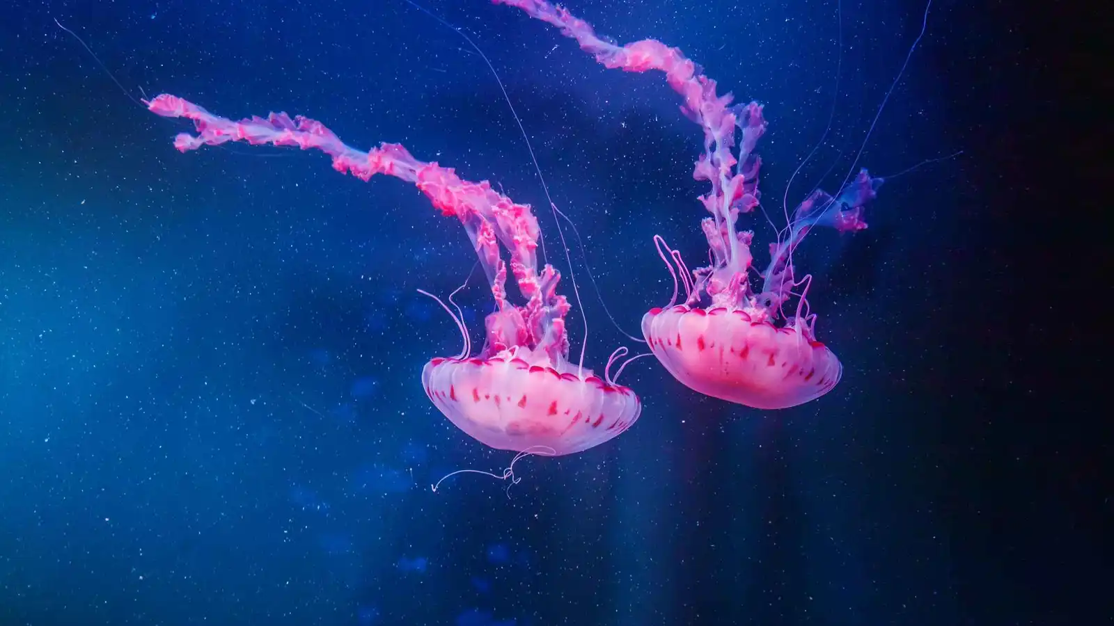 حاجز خفي في أعماق المحيط يفصل بين قناديل البحر