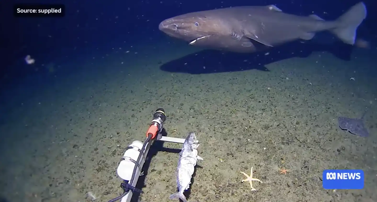 القرش النائم