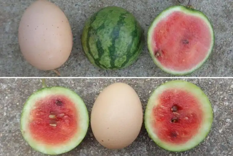 البطيخ المبتكر بحجم البيض