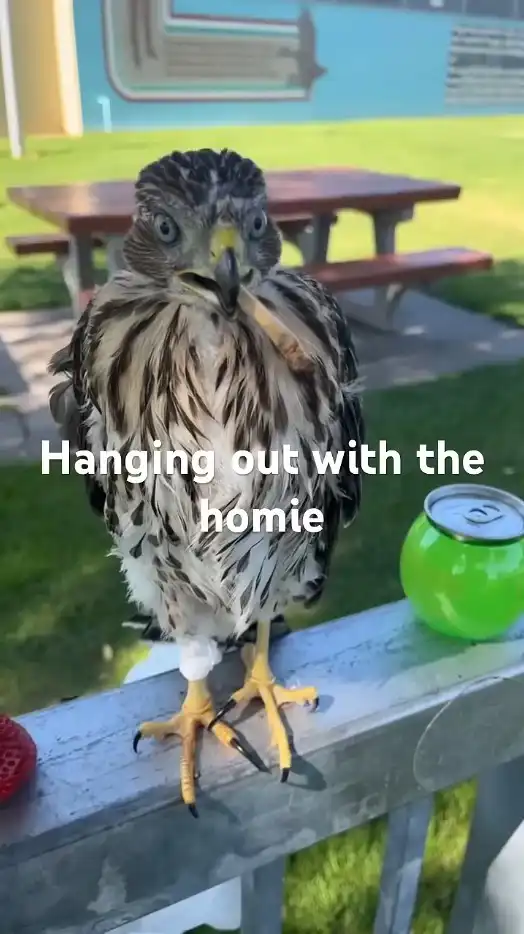 شاب يسقي صقر كحول