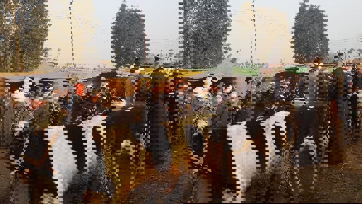 مربو الماشية في مصر تحت وطأة "الحمى القلاعية"