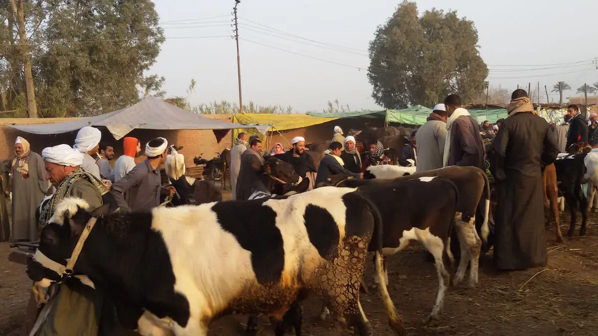 مربو الماشية في مصر تحت وطأة "الحمى القلاعية"