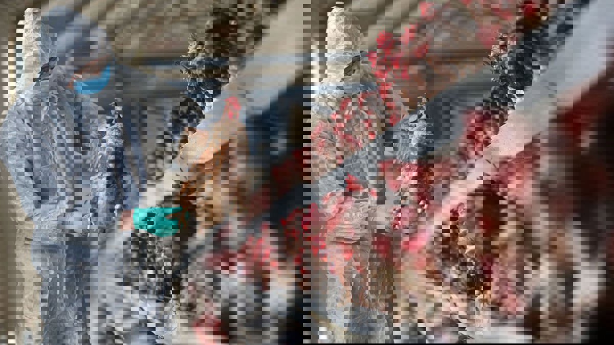 اليابان ترصد أول حالة إنفلونزا طيور هذا الموسم 
