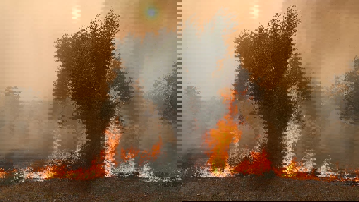 السلطات اليونانية تقترب من السيطرة على حريق محمية داديا الهائل