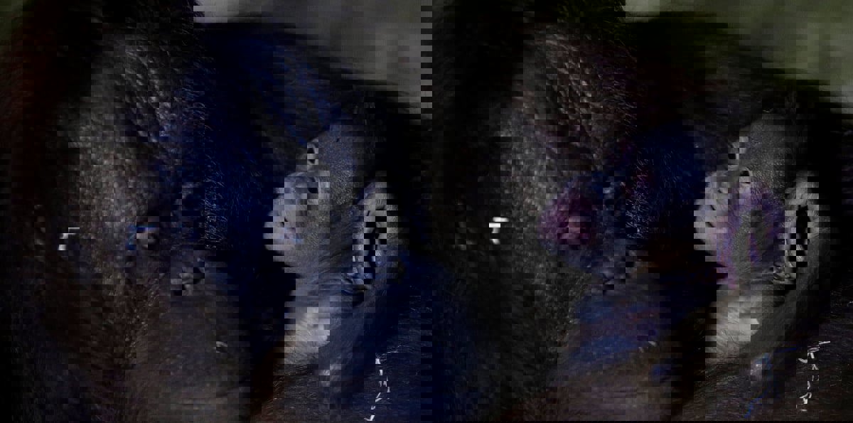 مشهد نادر.. غوريلا تحتضن صغيرها بعد الولادة وترضعه (فيديو)