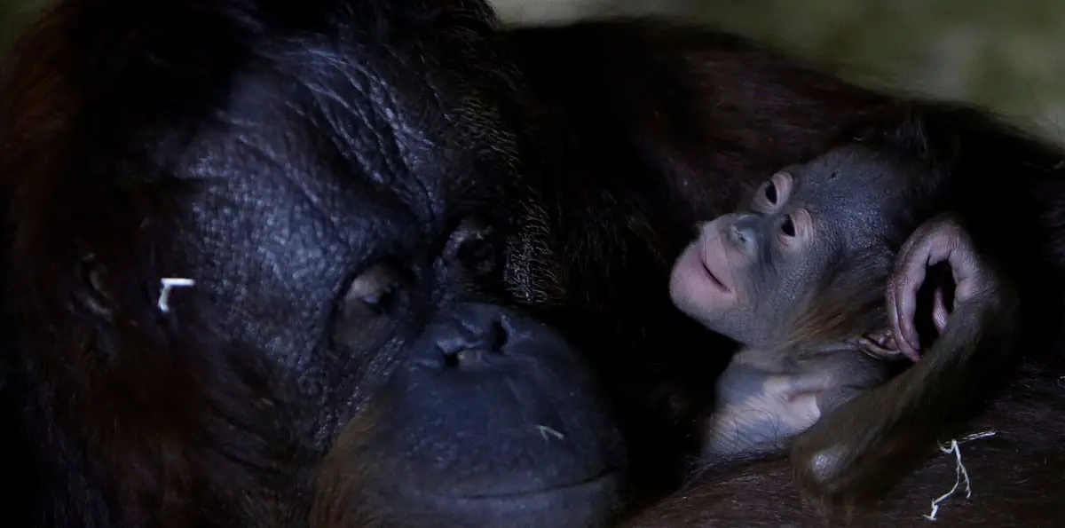 مشهد نادر.. غوريلا تحتضن صغيرها بعد الولادة وترضعه (فيديو)
