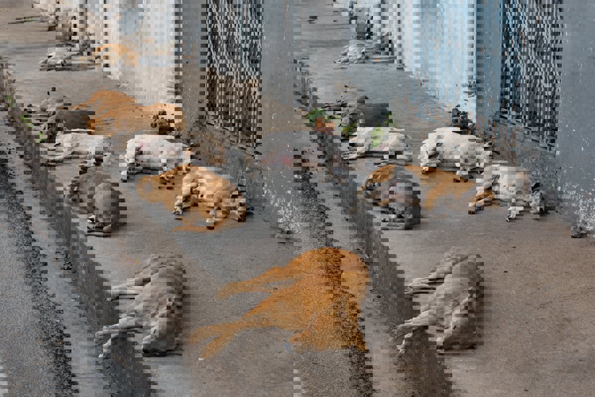 "الكلاب الضالة".. ظاهرة تثير الرعب والانقسام في تركيا 