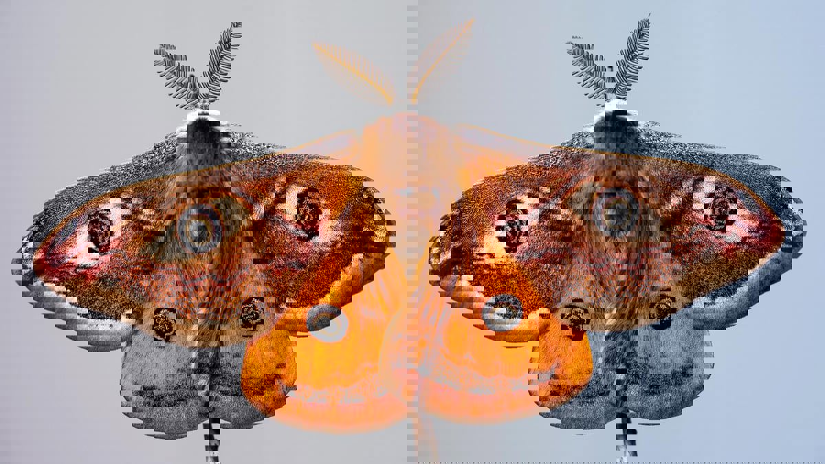 محاكاة لأجنحة "العثة".. تفاؤل بتطوير مواد عازلة للصوت بنسبة 87 %