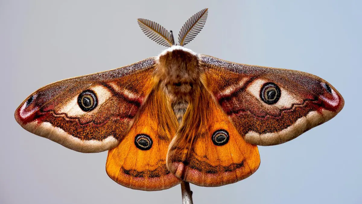 محاكاة لأجنحة "العثة".. تفاؤل بتطوير مواد عازلة للصوت بنسبة 87 %