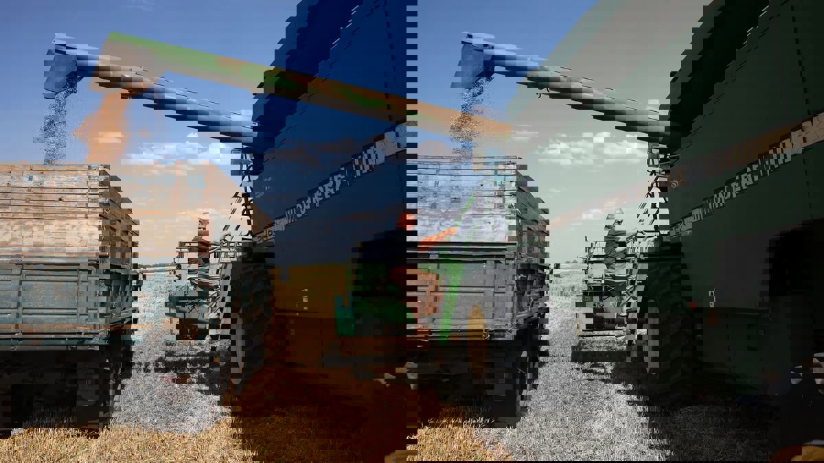 ارتفاع محصول الحبوب الأوكراني 5% في عام 2023‎