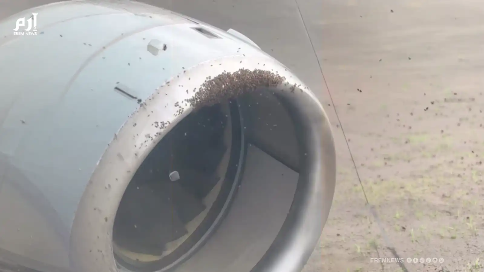علق في محرك الطائرة.. سرب نحل ضخم يؤخر رحلة أمريكية