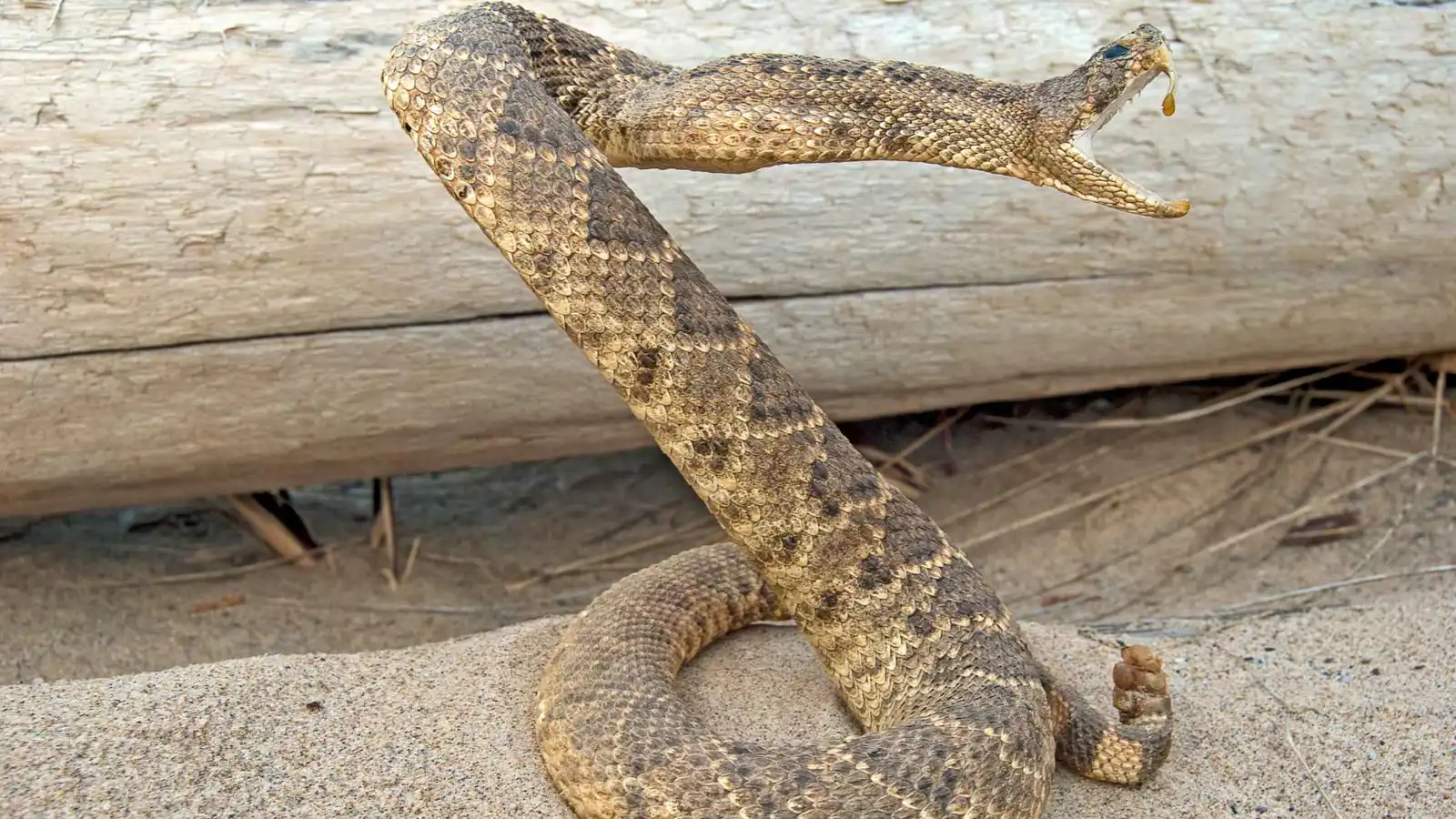 دموية صحراوية وعصبية جبلية.. ثعابين بسميّن مختلفين