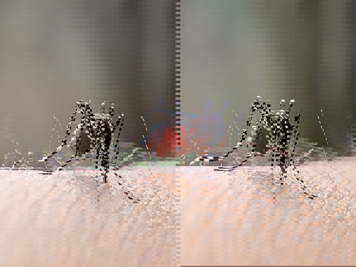 مع اقتراب الصيف.. البعوض يهدد بانتشار أمراض خطيرة