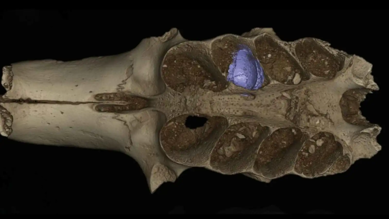 اكتشاف صادم.. نحل ينشئ أعشاشه داخل تجاويف أسنان حيوانات منقرضة