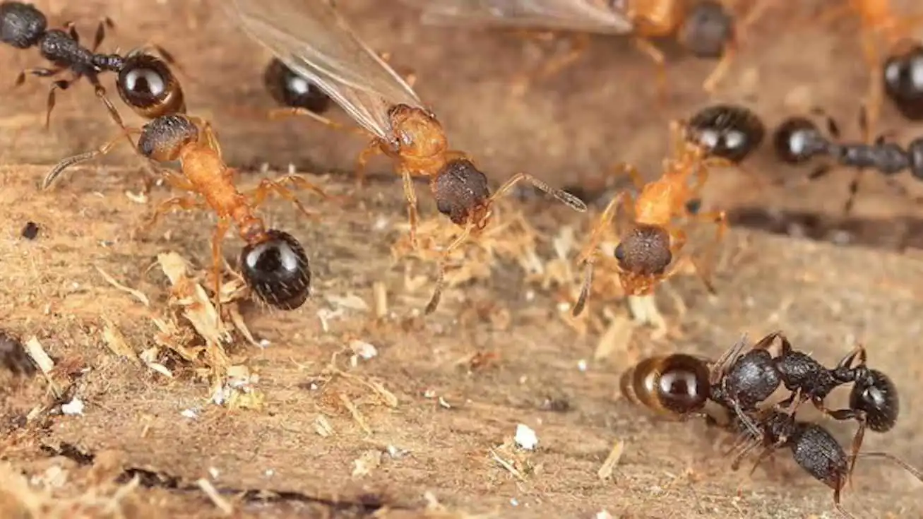 مملكة بلا ذكور.. نملٌ ينسخ نفسه ويغزو الآخرين