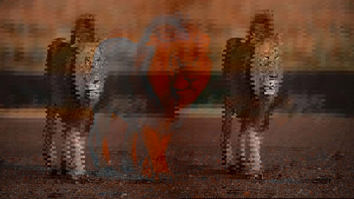 السعودية.. السيطرة على أسد داخل حي سكني بالرياض  (فيديو)