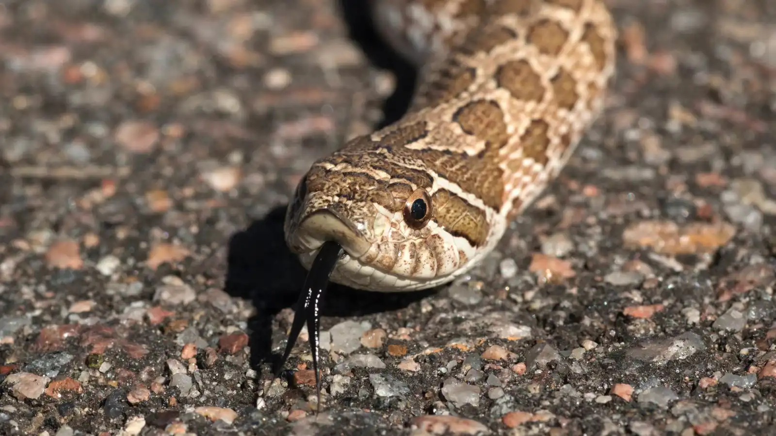 كيف تخدع ثعابين "الأنف الخنزيري" أعداءها بالموت؟ (فيديو)